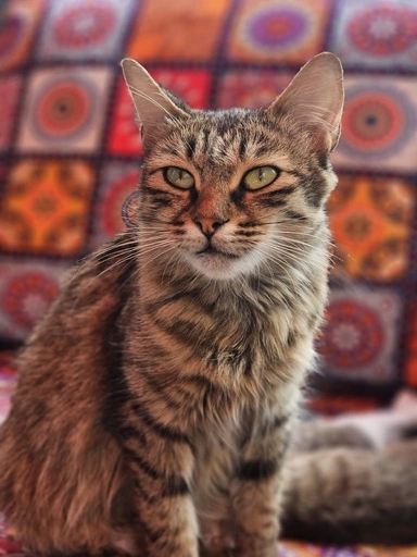 Kedicik